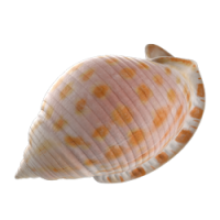 shell_1.png